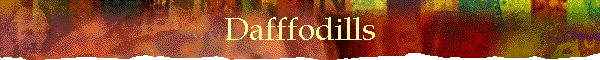 Dafffodills