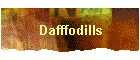 Dafffodills