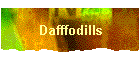 Dafffodills